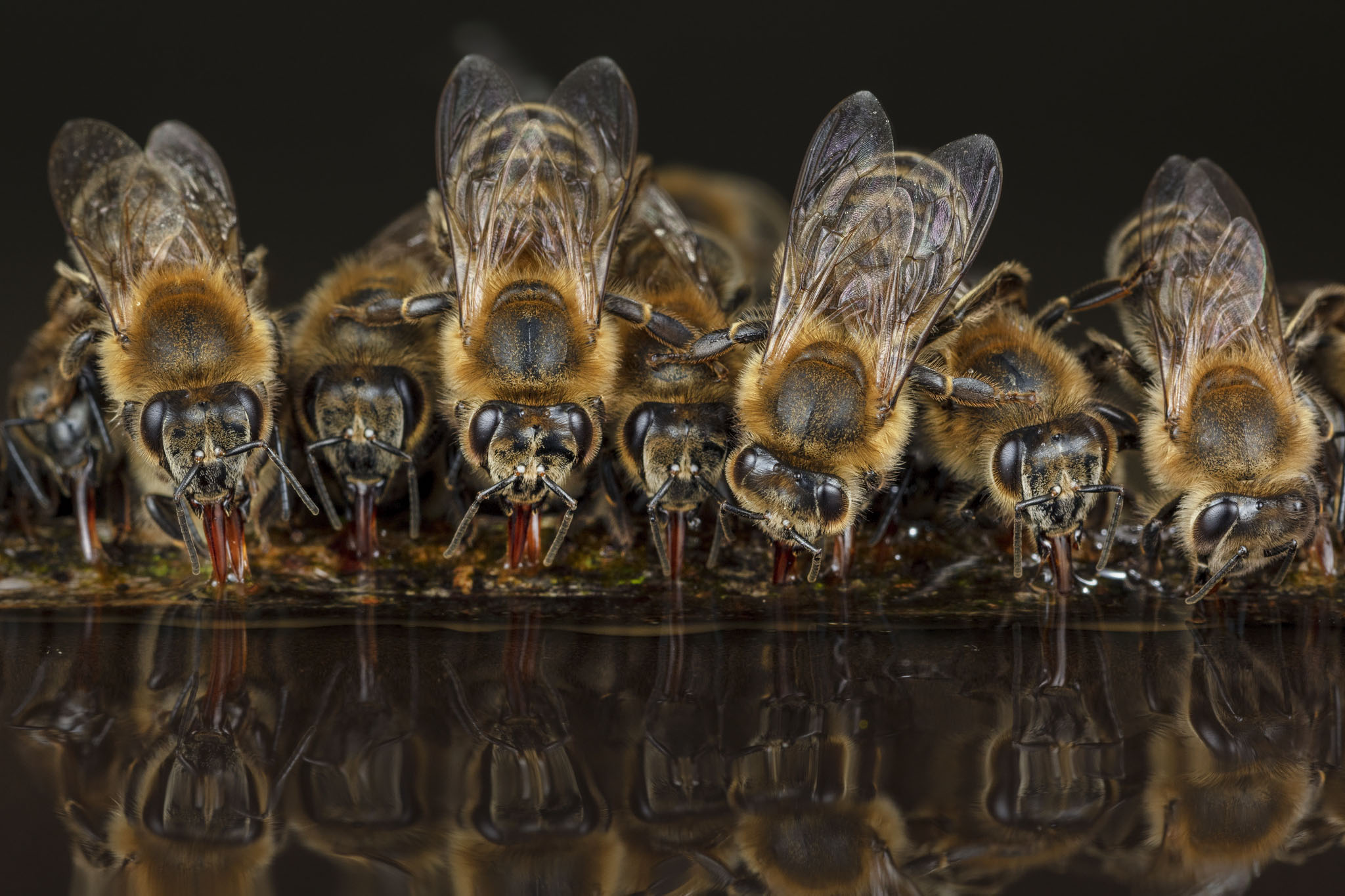 Honigbienen als Symbol für den Aufbau einer gemeinnützigen Organisation